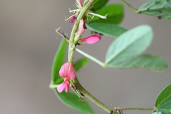 Indigofera trifoliata